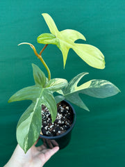 Philodendron ’Florida Beauty’