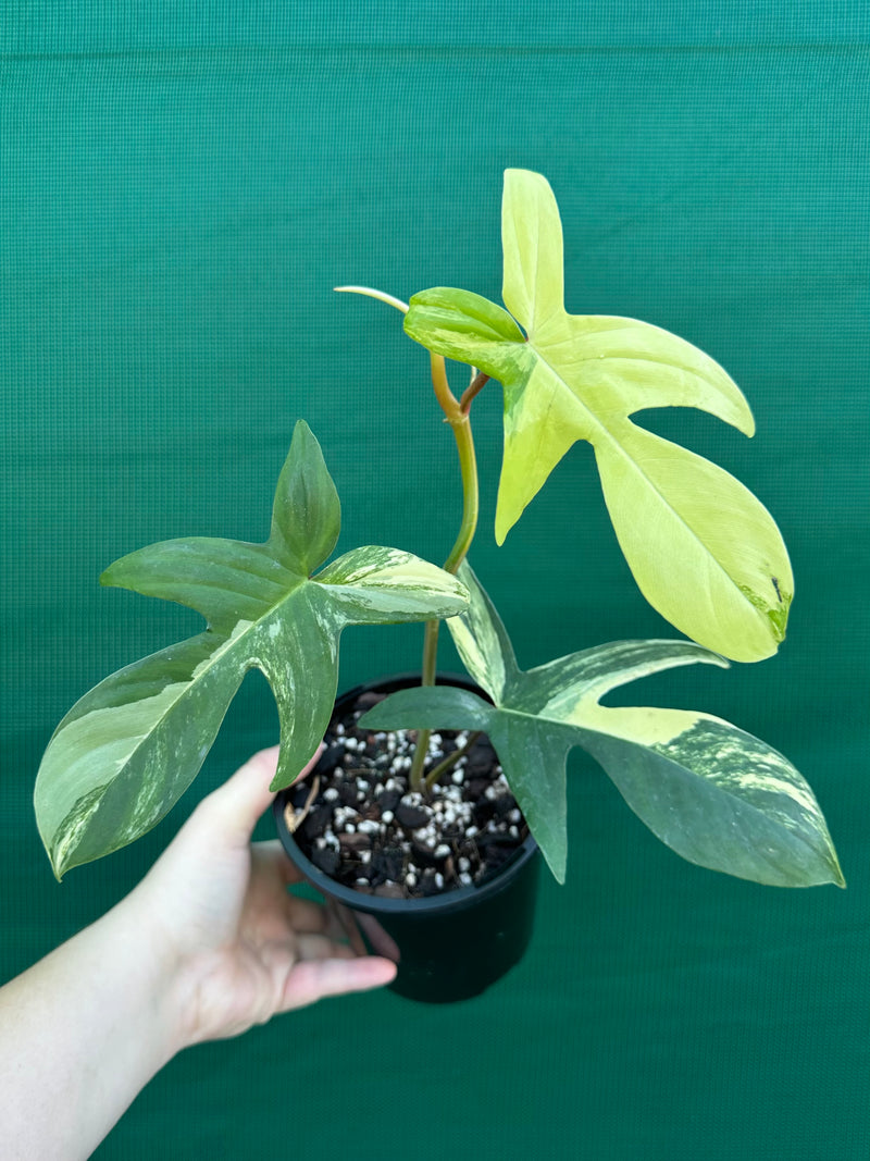Philodendron ’Florida Beauty’