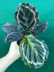 Calathea ‘Medallion’ NEW