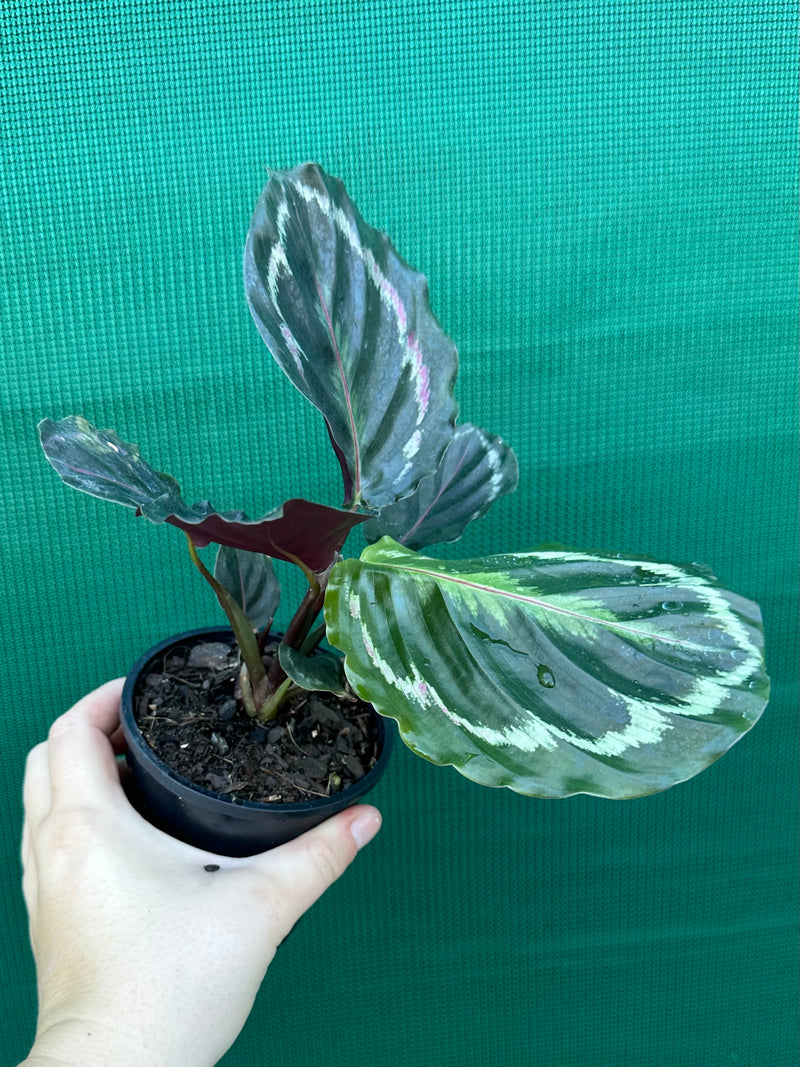 Calathea ‘Medallion’ NEW