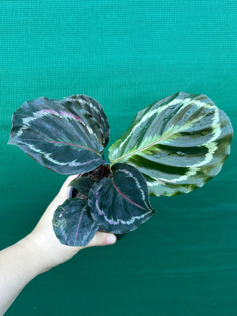 Calathea ‘Medallion’ NEW