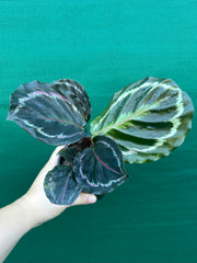 Calathea ‘Medallion’ NEW