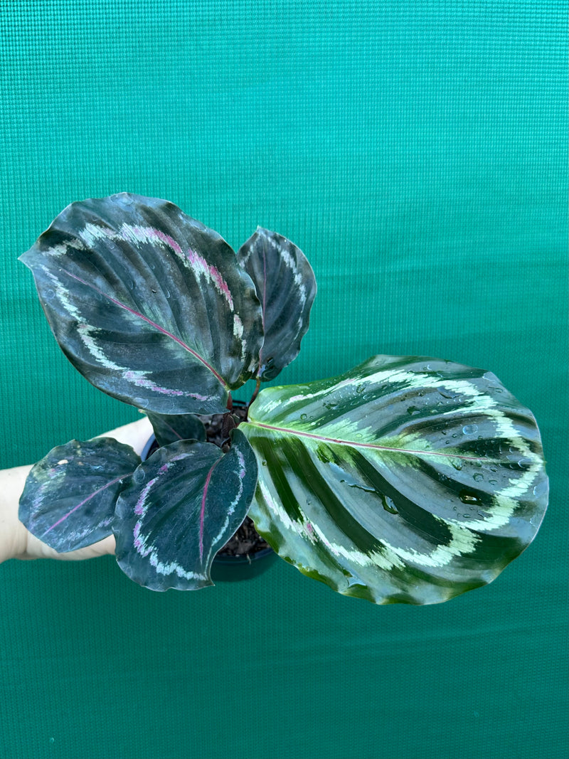 Calathea ‘Medallion’ NEW