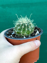 Thelocactus setaspinus
