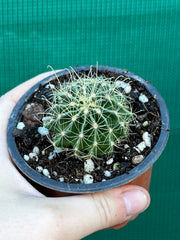 Thelocactus setaspinus