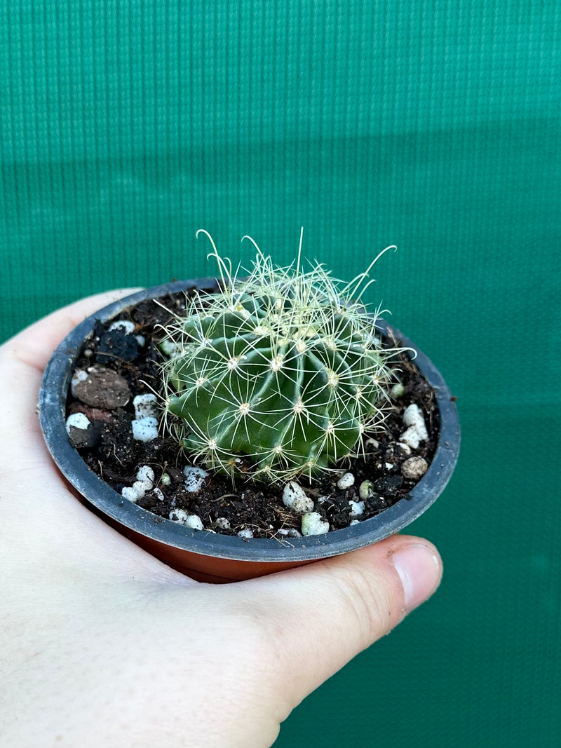 Thelocactus setaspinus
