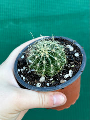 Thelocactus setaspinus