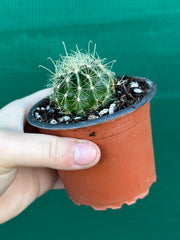 Thelocactus setaspinus