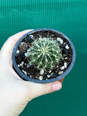 Thelocactus setaspinus