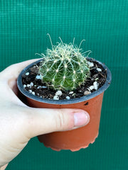 Thelocactus setaspinus