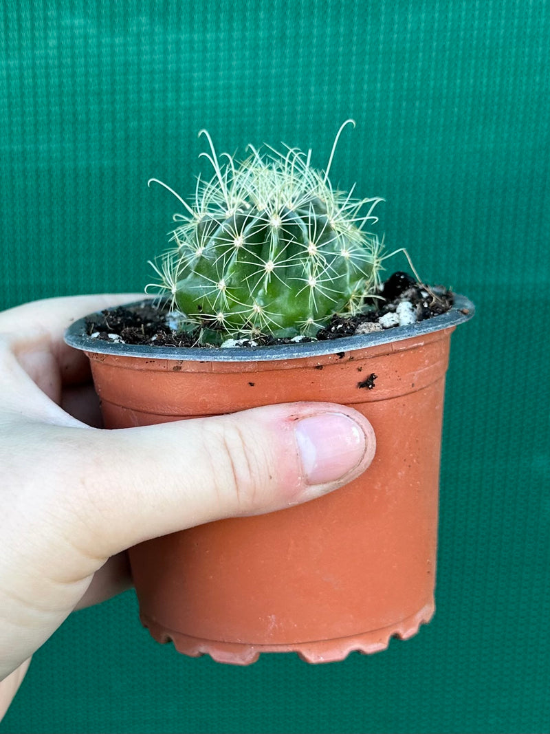 Thelocactus setaspinus