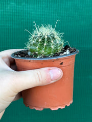 Thelocactus setaspinus