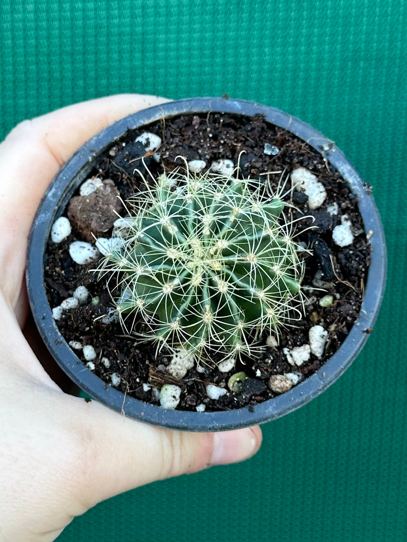 Thelocactus setaspinus