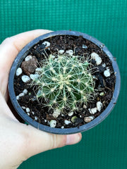 Thelocactus setaspinus