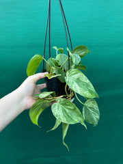 Philodendron Heart-leaf Variegated