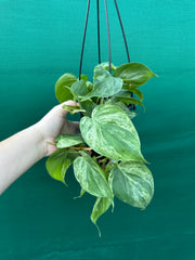 Philodendron Heart-leaf Variegated