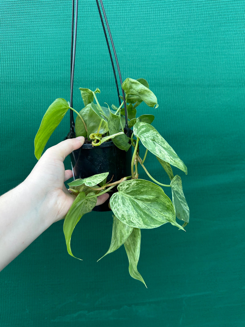 Philodendron Heart-leaf Variegated