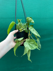 Philodendron Heart-leaf Variegated
