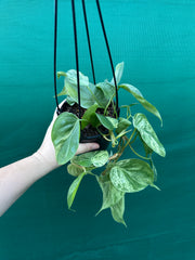 Philodendron Heart-leaf Variegated