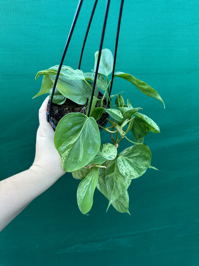 Philodendron Heart-leaf Variegated