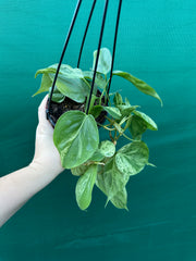 Philodendron Heart-leaf Variegated