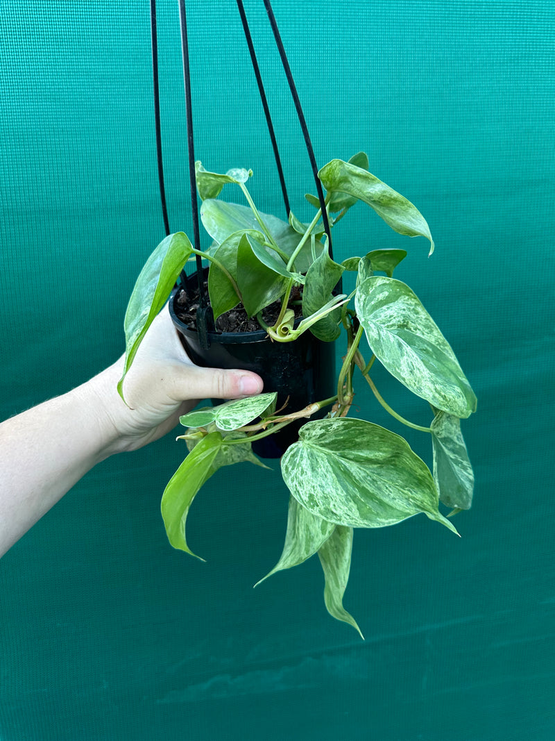 Philodendron Heart-leaf Variegated