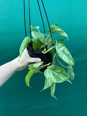 Philodendron Heart-leaf Variegated