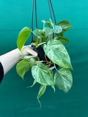 Philodendron Heart-leaf Variegated