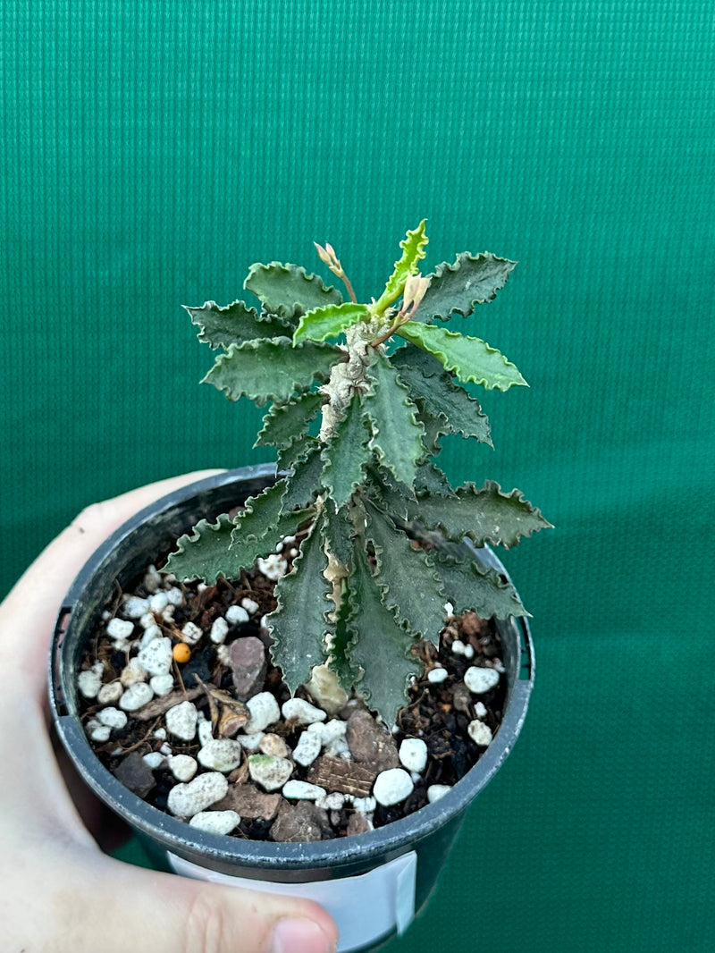 Euphorbia decaryi