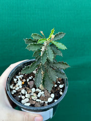 Euphorbia decaryi