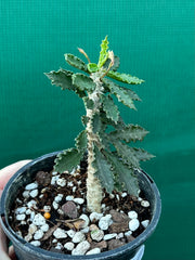 Euphorbia decaryi
