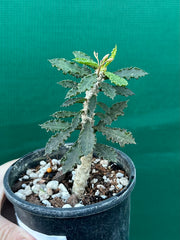 Euphorbia decaryi
