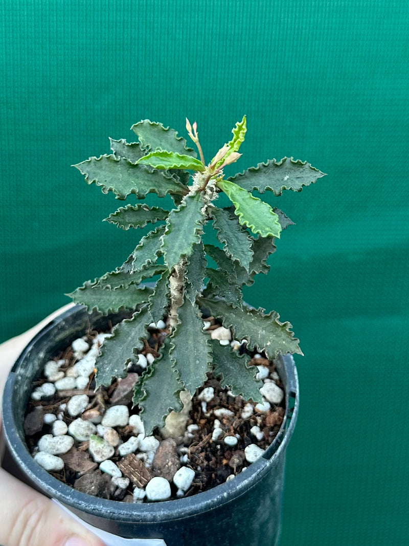 Euphorbia decaryi