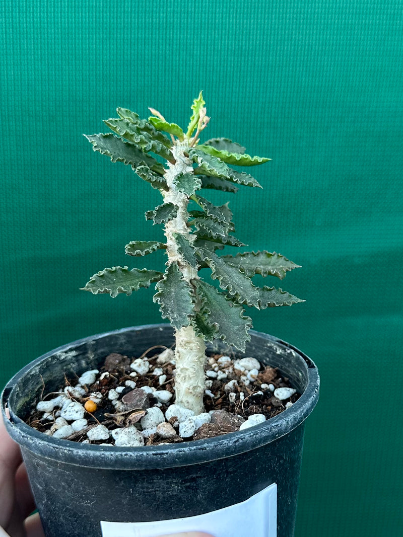 Euphorbia decaryi
