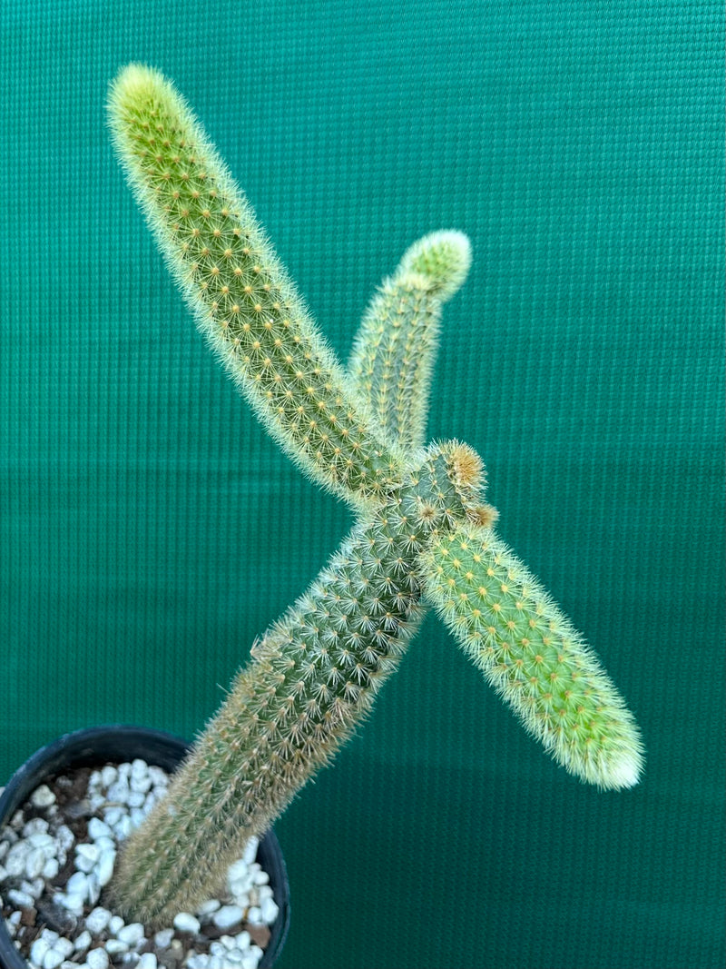 Cleistocactus winteri ‘Erecta’