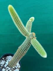 Cleistocactus winteri ‘Erecta’