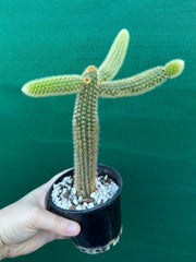 Cleistocactus winteri ‘Erecta’