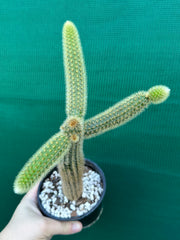 Cleistocactus winteri ‘Erecta’