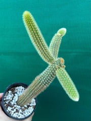 Cleistocactus winteri ‘Erecta’