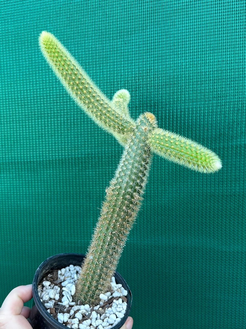 Cleistocactus winteri ‘Erecta’