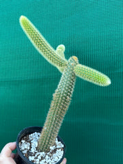 Cleistocactus winteri ‘Erecta’