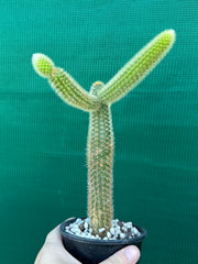 Cleistocactus winteri ‘Erecta’