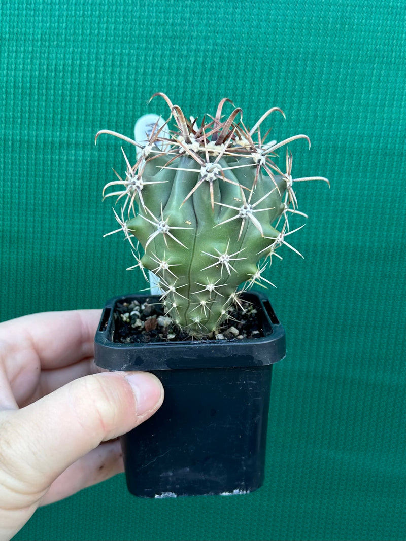 Fish Hook Cactus