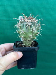 Fish Hook Cactus