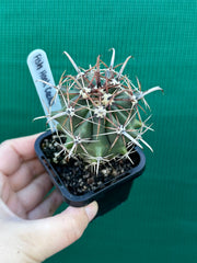 Fish Hook Cactus
