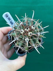 Fish Hook Cactus