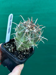 Fish Hook Cactus