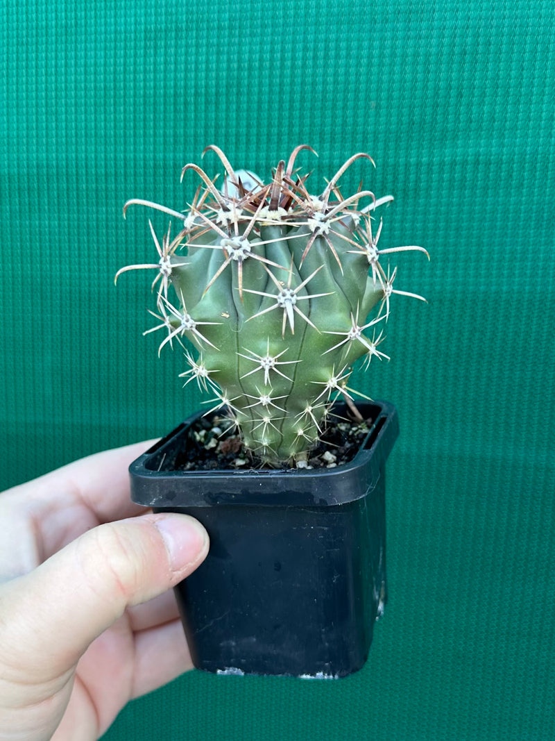Fish Hook Cactus