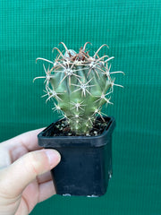 Fish Hook Cactus
