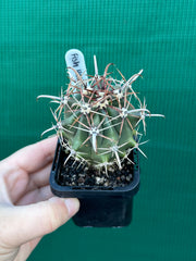 Fish Hook Cactus